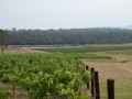 0102-1739 Hunter valley (1060931)